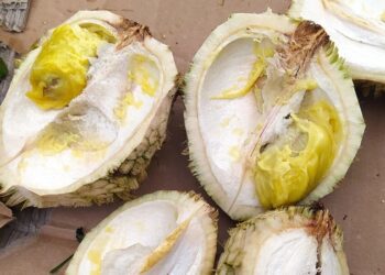 durian rimba, durian daun