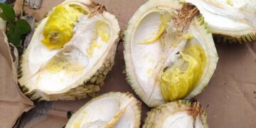 durian rimba, durian daun