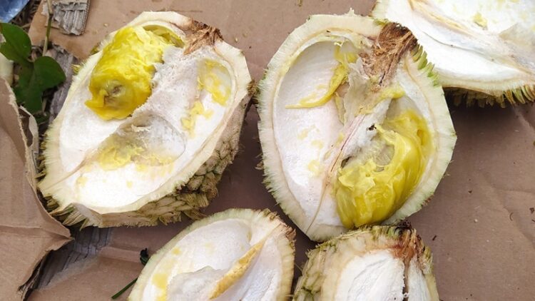 durian rimba, durian daun